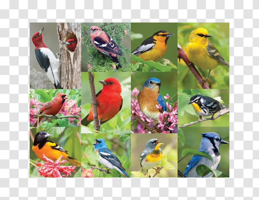 Jigsaw Puzzles Bird Ravensburger Puzzle Video Game Transparent PNG