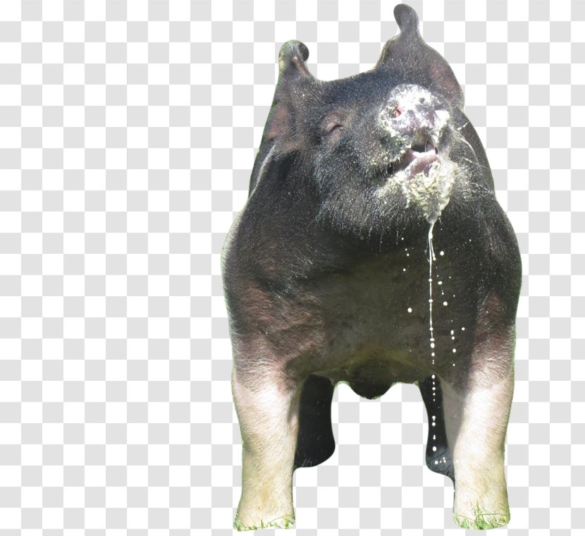 Pig Bear Dog Cattle Snout - Boar Transparent PNG