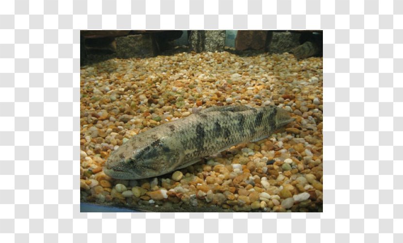 Sardine Hoplias Malabaricus Juvenile Fish Tambaqui Salminus Brasiliensis Transparent PNG