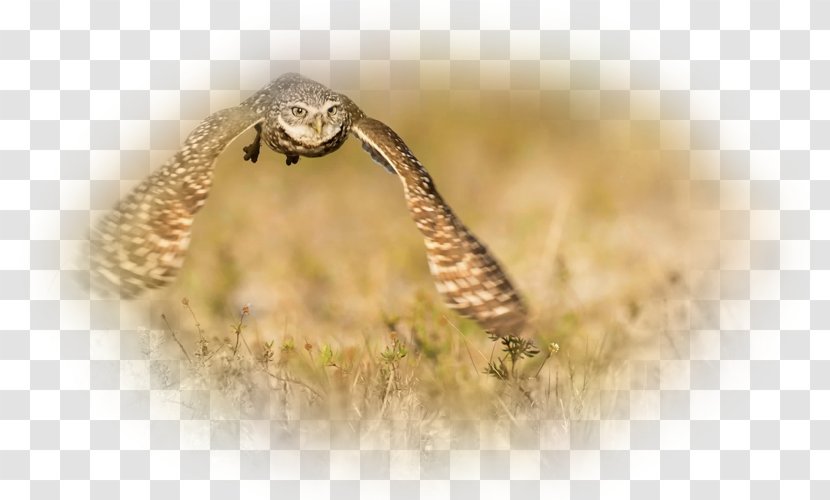 Cheetah Desktop Wallpaper 1080p Lion High-definition Television - Owl - Boar Transparent PNG