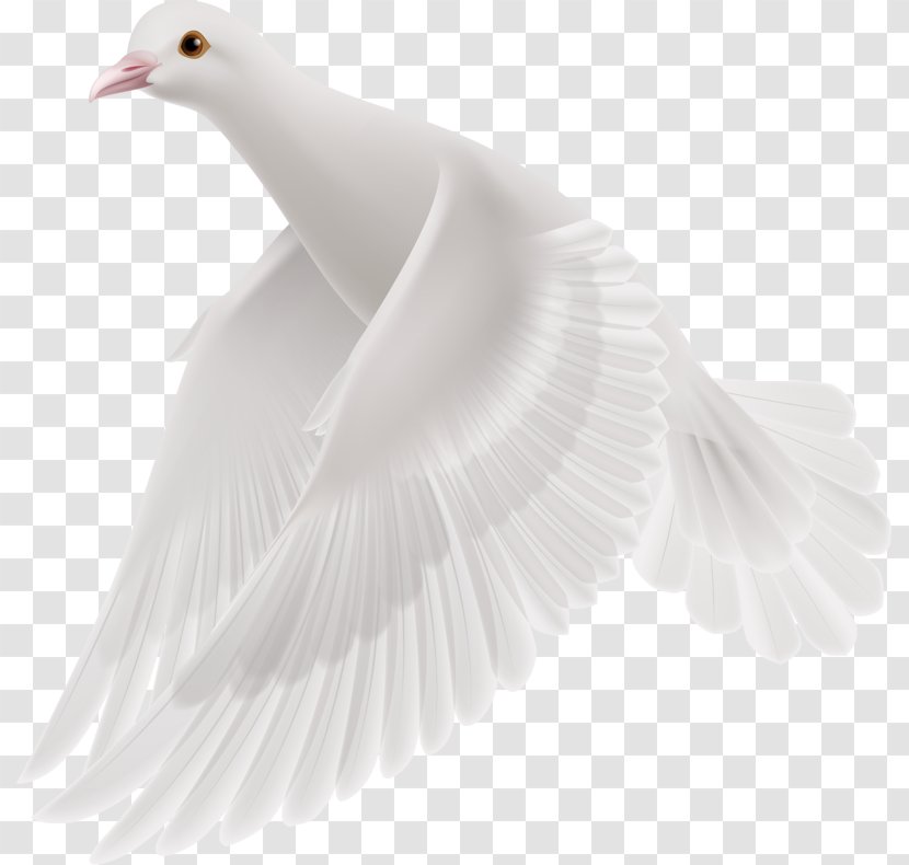 Duck Goose Feather Beak Wing - White Pigeon Transparent PNG