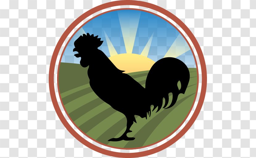 Fried Chicken Rooster Hen Poultry - Pecking Transparent PNG