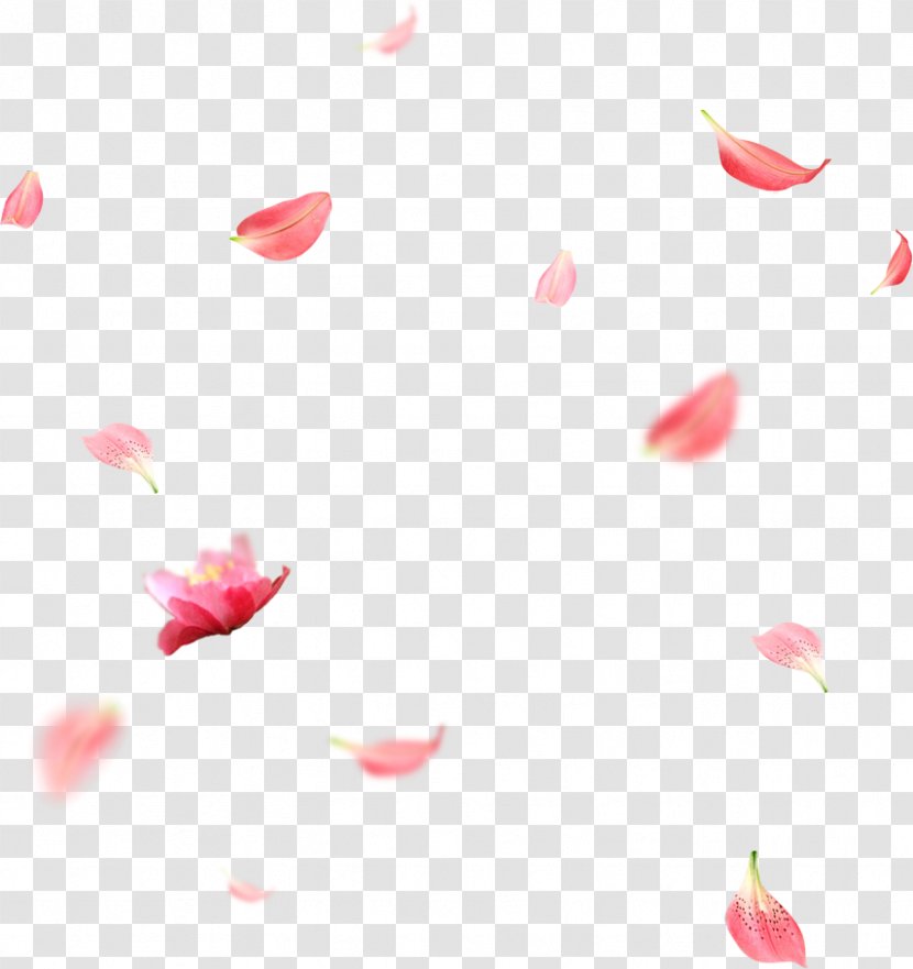 Petal RGB Color Model - Flowering Plant - Flower Transparent PNG