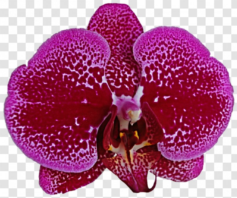 Flowering Plant Magenta Lilac Purple Violet - Moth Orchids - Pink Orchid Transparent PNG