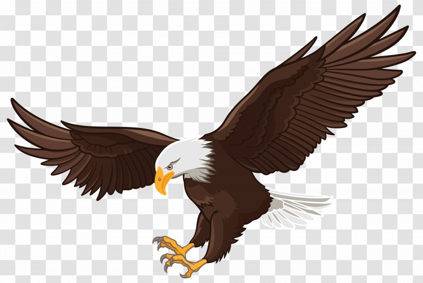 Bald Eagle White-tailed Clip Art - Bird Of Prey Transparent PNG