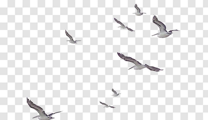 Picsart Background - Phoenicopterus - Lari Tern Transparent PNG