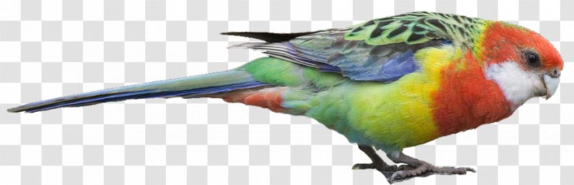 Macaw Bird Loriini Parakeet Beak - Eastern Bluebird Transparent PNG