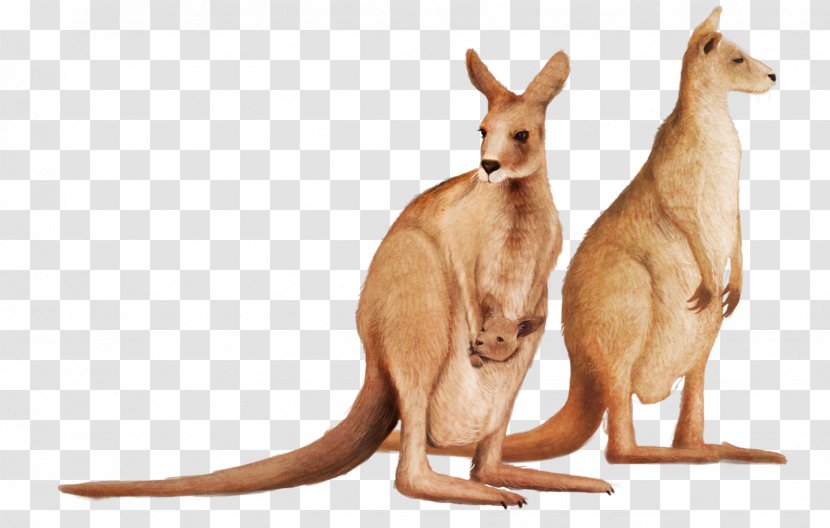 Kangaroo - Wildlife Transparent PNG