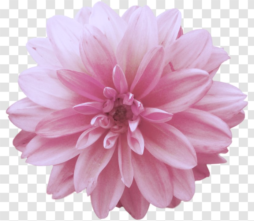 Dahlia Cut Flowers - Pink - Flower Transparent PNG