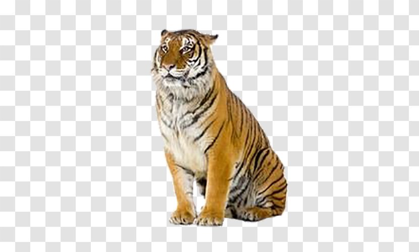 Tiger Stock Photography Royalty-free - Terrestrial Animal Transparent PNG