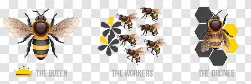 Honey Bee Queen Insect Beehive - Honeybee Venom Transparent PNG