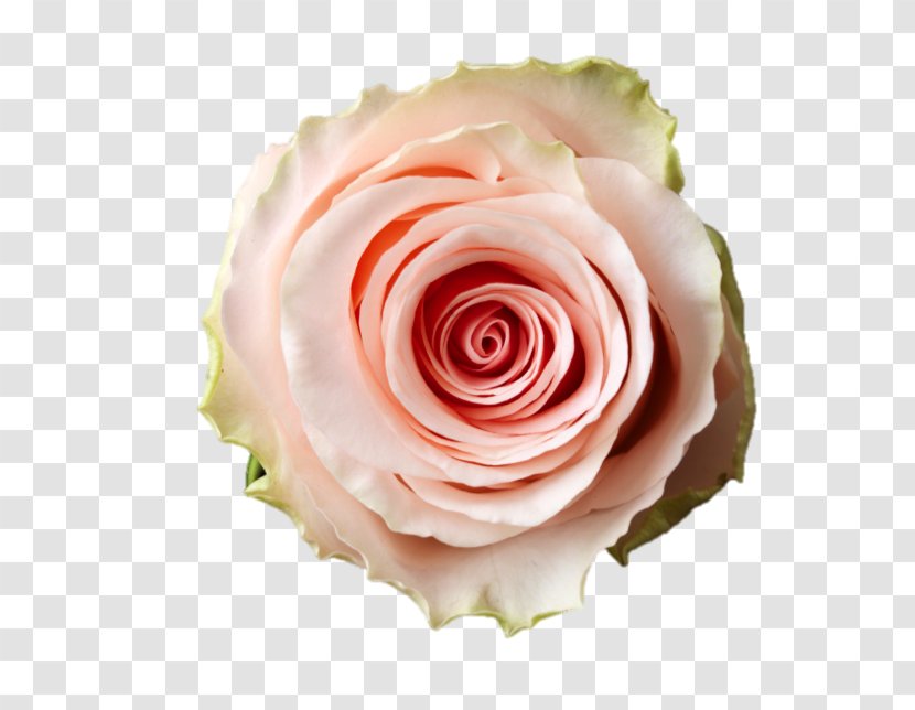 Garden Roses Cut Flowers Cabbage Rose Flower Bouquet - Burgundy Transparent PNG