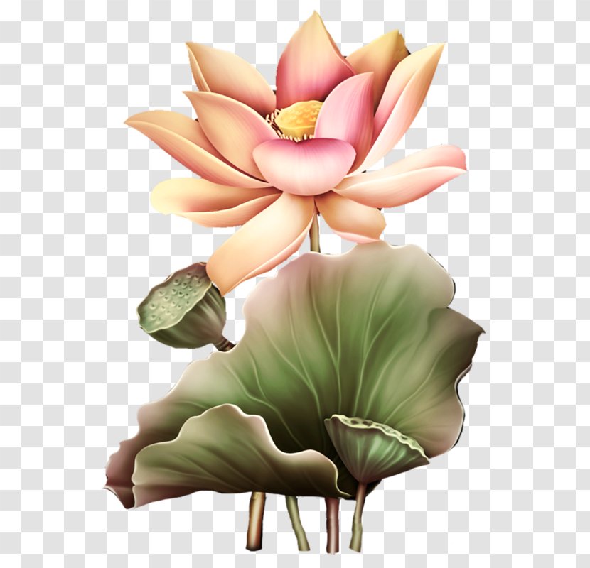 Flower Nelumbo Nucifera Clip Art - Floristry - Hand-painted Lotus Transparent PNG