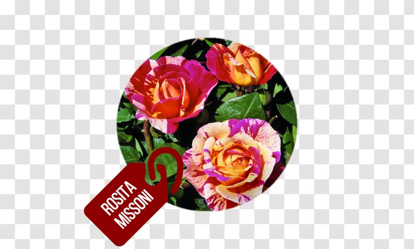 Garden Roses Floribunda Cabbage Rose Cut Flowers - Barni - Flower Transparent PNG