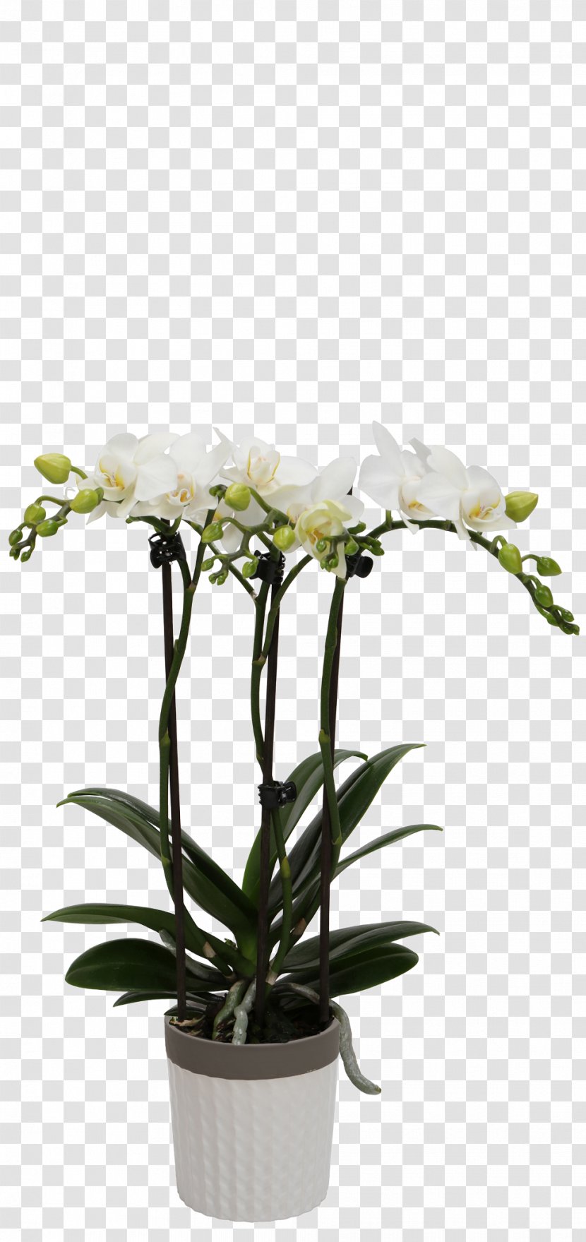 Flower Plant Flowerpot Cut Flowers Moth Orchid - Dendrobium Transparent PNG