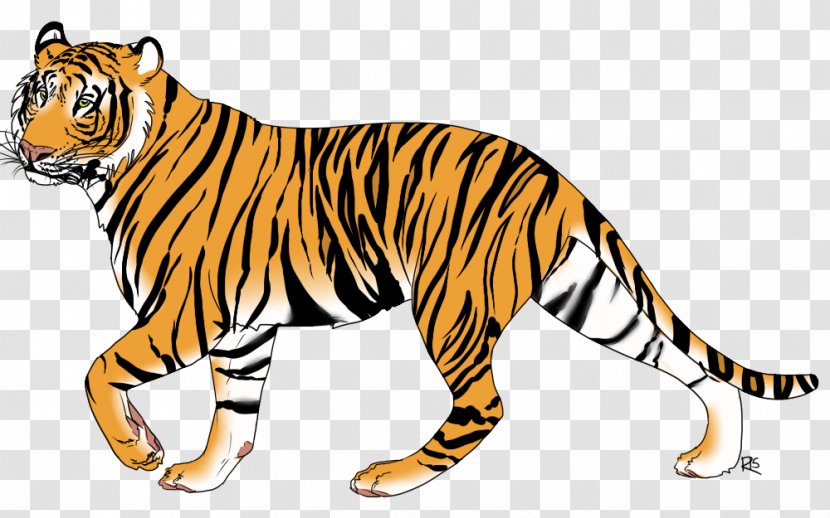 Tiger Wildcat Whiskers Terrestrial Animal - Figure Transparent PNG