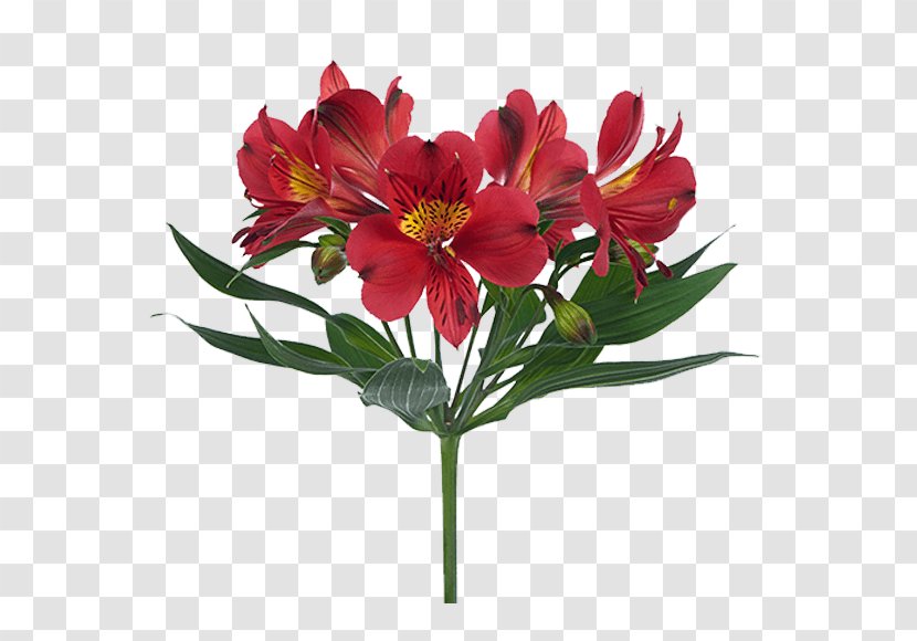 Lily Of The Incas Cut Flowers Floral Design Flower Bouquet - Blume Transparent PNG