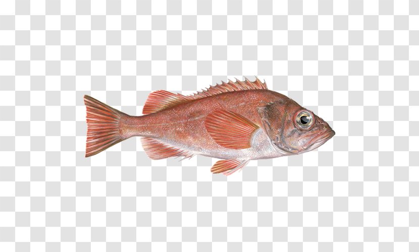 Northern Red Snapper Fish Products Redfish Seafood Fishing Transparent PNG