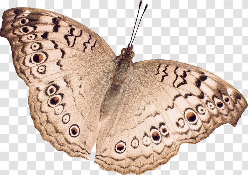 Butterfly Papillon Dog Nymphalidae - Invertebrate - Brown Pattern Transparent PNG