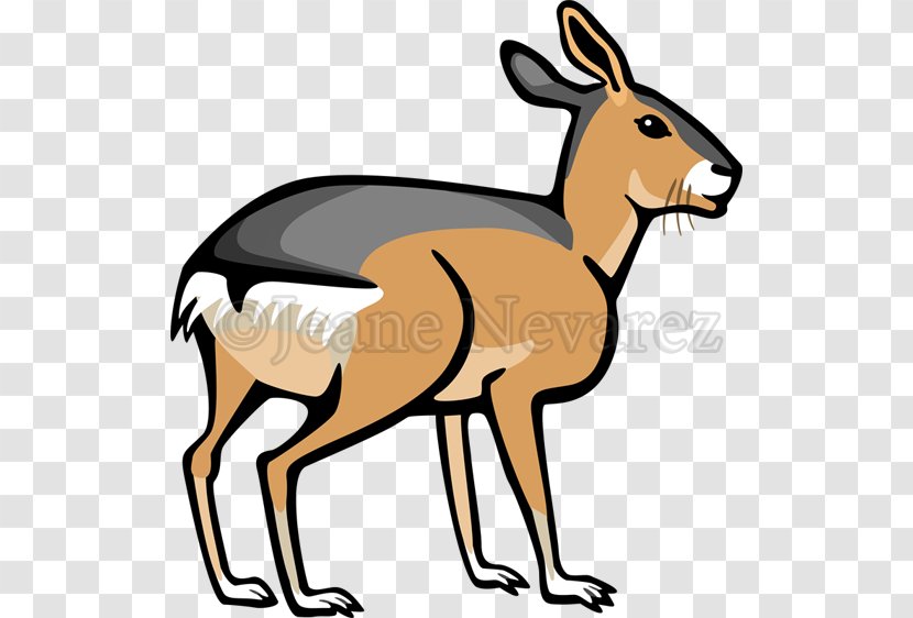 Kangaroo Cartoon - Patagonian Mara - Tail Fawn Transparent PNG