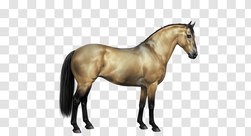 Appaloosa Howrse Knabstrupper Arabian Horse Mustang - American Quarter - Painted Transparent PNG