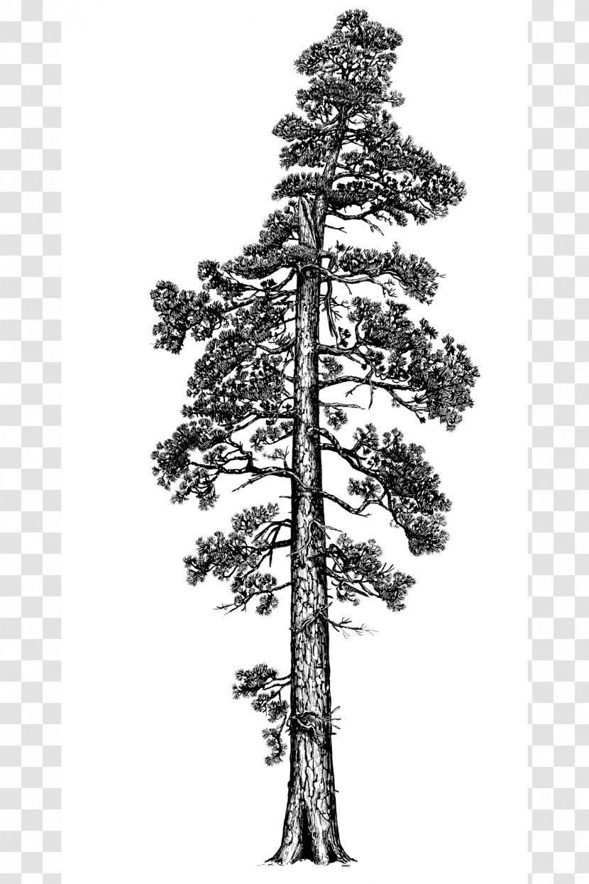 Coast Redwood Giant Sequoia Western Red-cedar Tall Tree Investment Management LLC - Evergreen - Red Trees Transparent PNG
