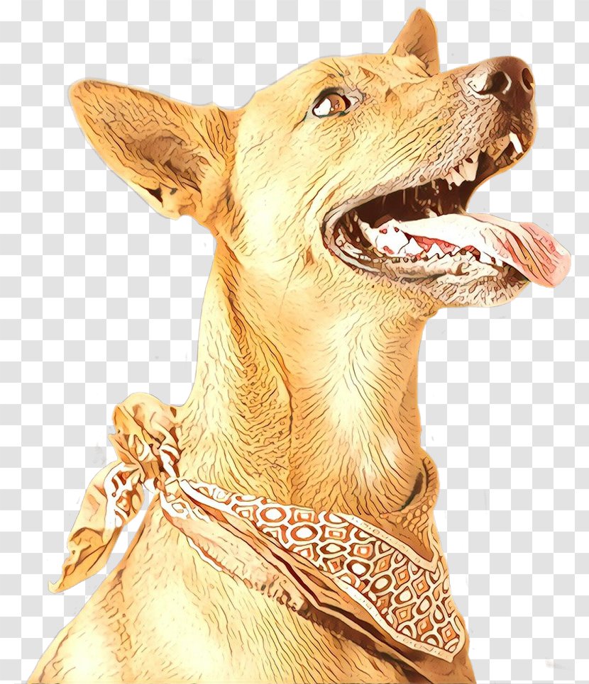 Dog Snout Pharaoh Hound Sporting Group Fawn - Jaw Ancient Breeds Transparent PNG