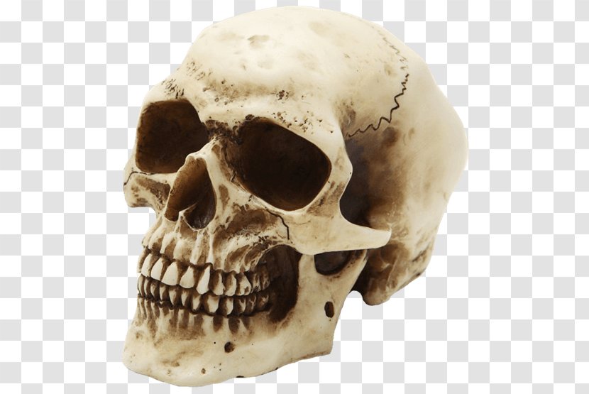 Skull Human Skeleton Head Transparent PNG
