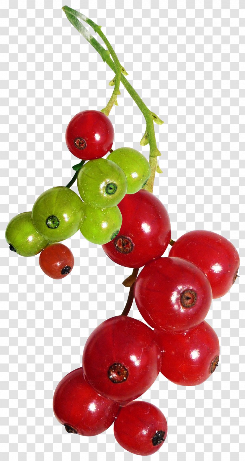 Redcurrant Varenye Auglis Clip Art - Cranberry Transparent PNG