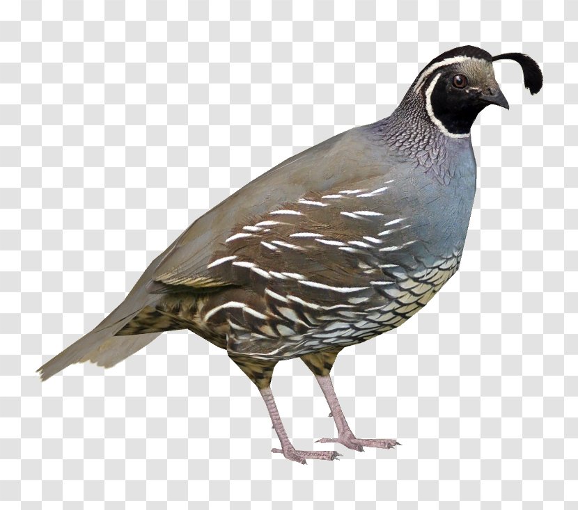 Zoo Tycoon 2 Bird North America Quail Wiki - Feather Transparent PNG