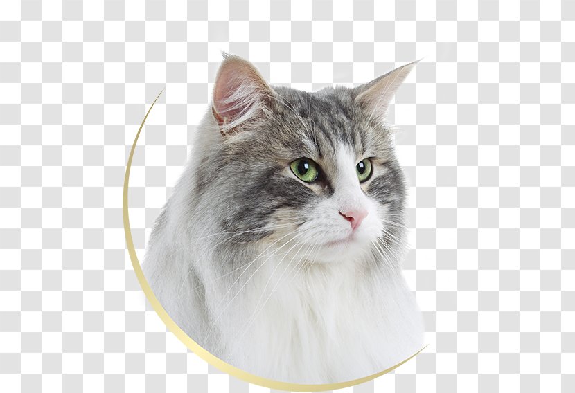 Norwegian Forest Cat Siberian European Shorthair Maine Coon Ragamuffin - Domestic Shorthaired - Like Mammal Transparent PNG