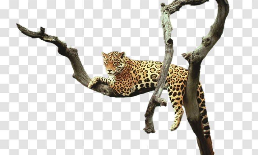 Leopard Cheetah Jaguar Animal - Car Transparent PNG
