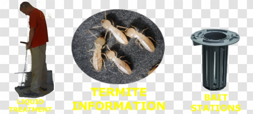 Eastern Subterranean Termite Reticulitermes - Hardware - Termites Insect Transparent PNG