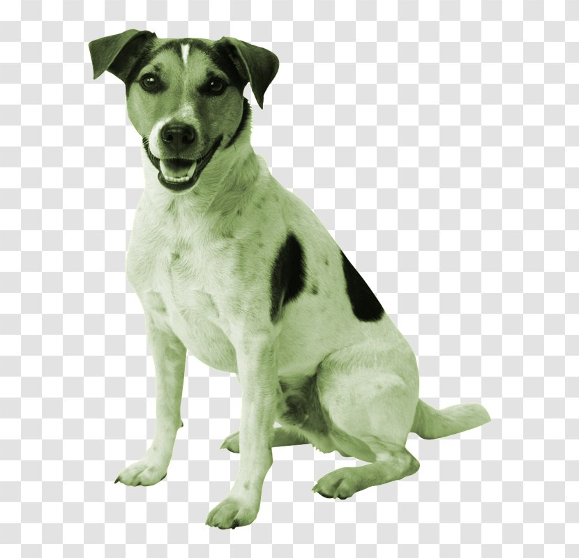 Jack Russell Terrier Parson Puppy Golden Retriever Cat - Beagle Transparent PNG
