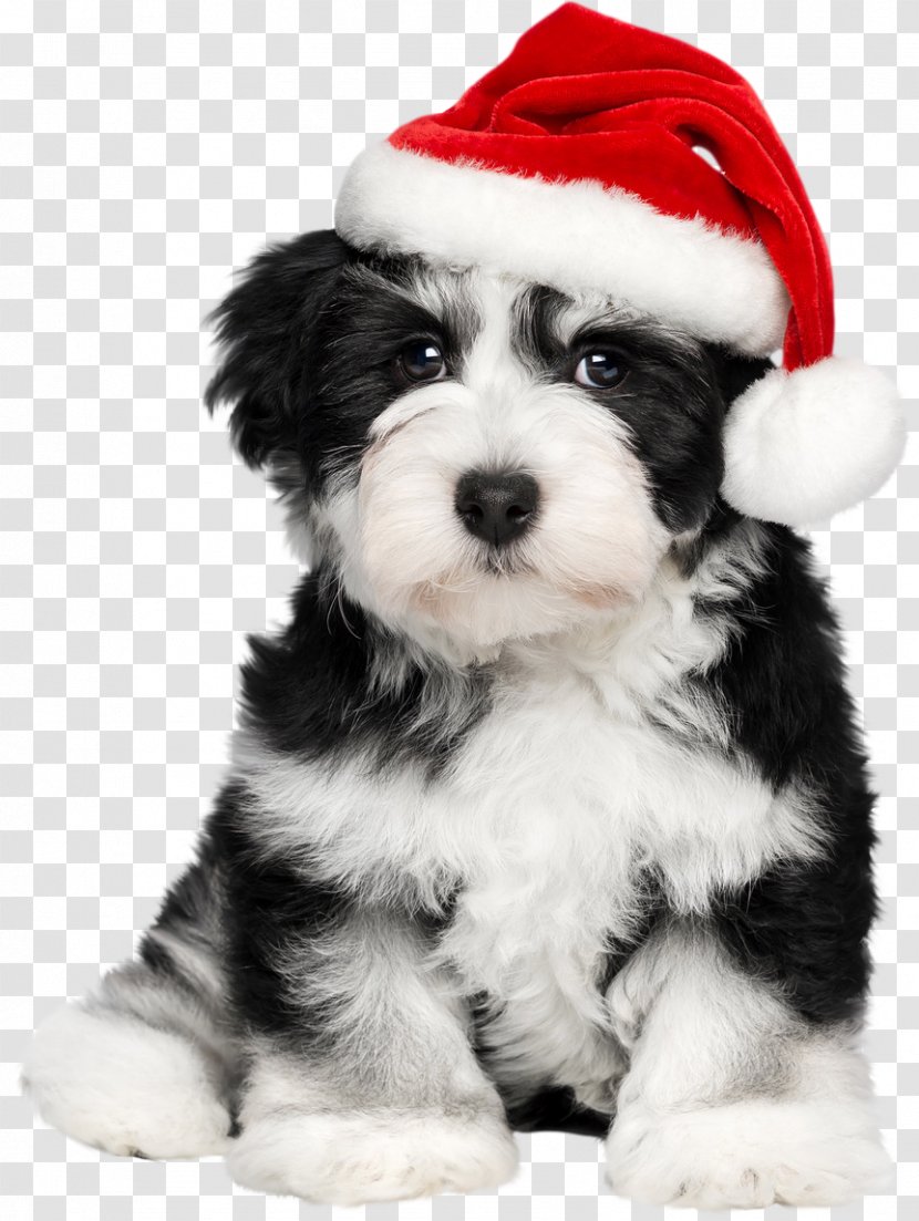 Havanese Dog Puppy Santa Claus French Bulldog - Vertebrate Transparent PNG