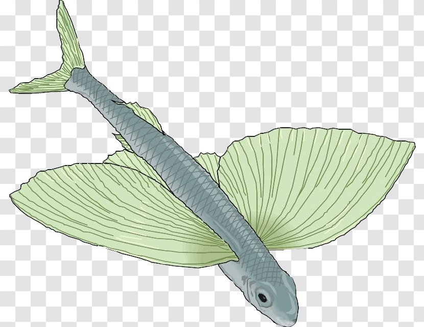 Photography Fish Drawing Clip Art - Royaltyfree - Long Wings Of Transparent PNG