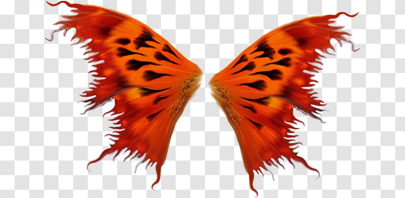 Butterfly Bird Wing Insect - Gorgeous Wings Transparent PNG