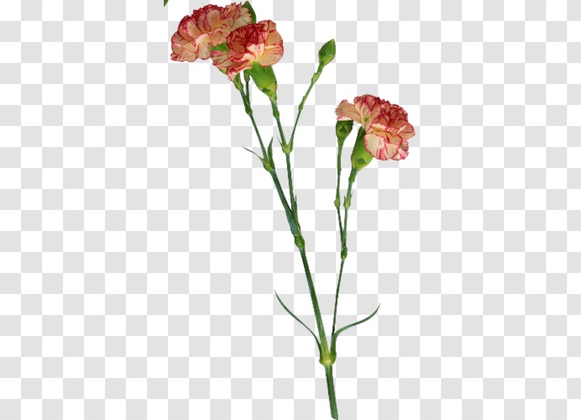 Carnation Flower Clip Art - Cut Flowers Transparent PNG