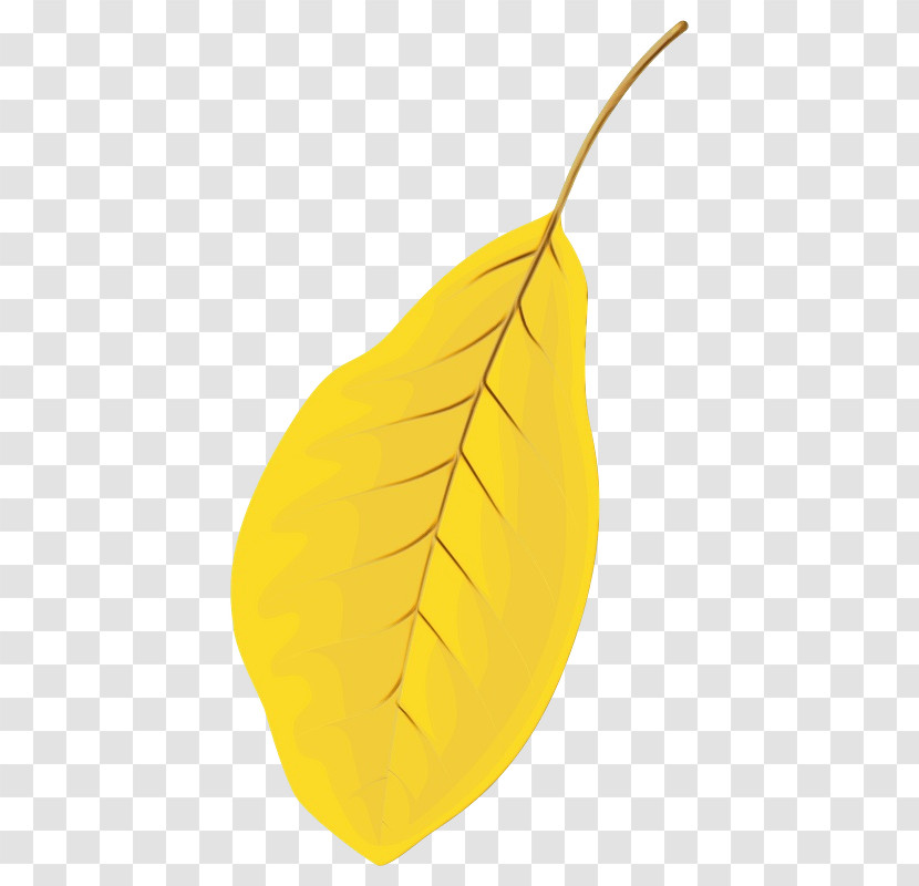 Leaf Yellow Fruit Plant Structure Science Transparent PNG
