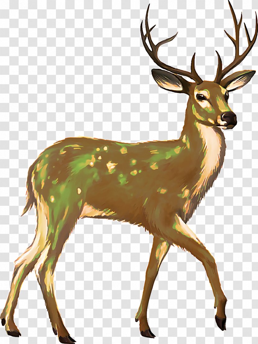 Reindeer - Whitetailed Deer - Horn Transparent PNG