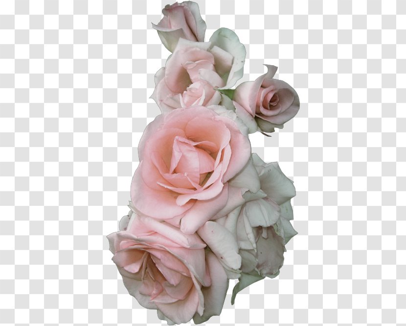 Garden Roses Floribunda Cabbage Rose Cut Flowers Pink - Floristry - Flower Transparent PNG