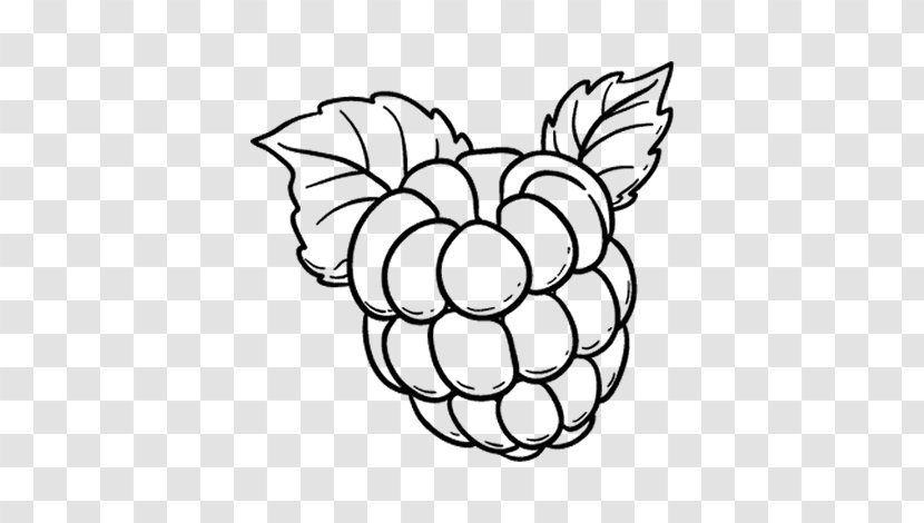 Black Raspberry Coloring Book Fruit - Silhouette Transparent PNG