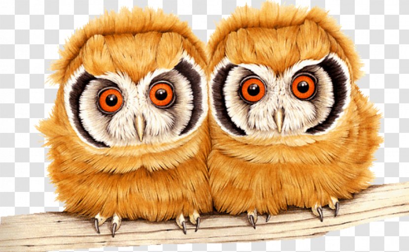 Tawny Owl Image GIF Bird - Animal - Animated Transparent PNG