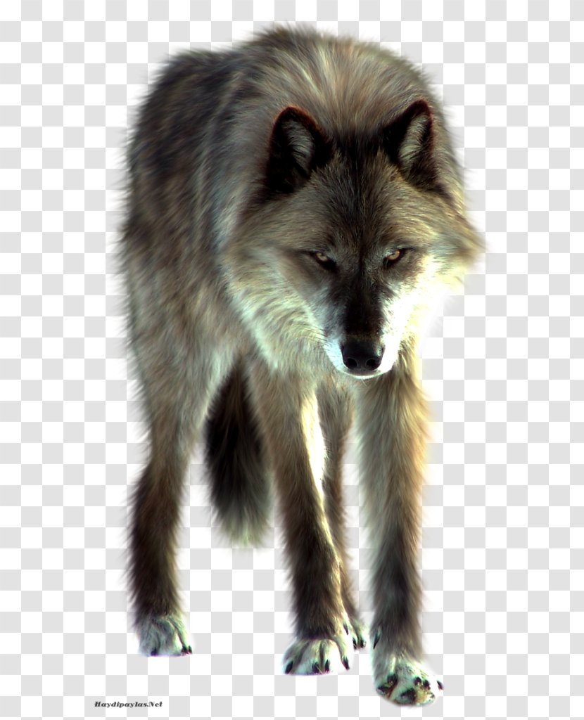 Wolf Clip Art Desktop Wallpaper Image - Fur Transparent PNG