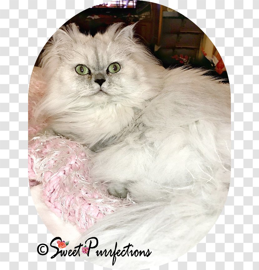 Persian Cat Asian Semi-longhair Ragdoll Burmilla Ragamuffin - Semi Longhair - Kitten Transparent PNG