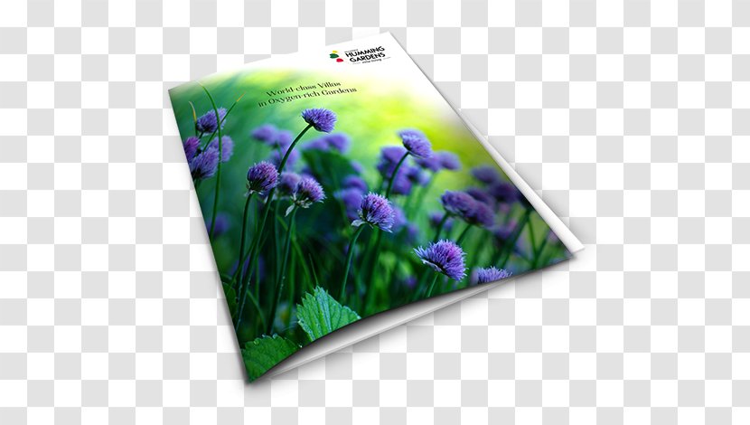 Flower - Violet - Garden Brochure Transparent PNG