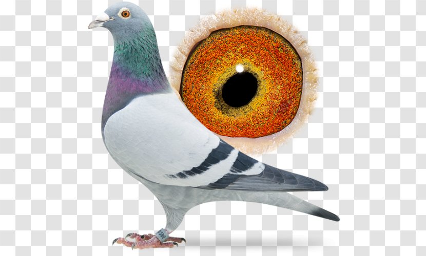 Racing Homer Columbidae Pigeon Beak Animal - Com - Sangers Pigeons Bv Transparent PNG