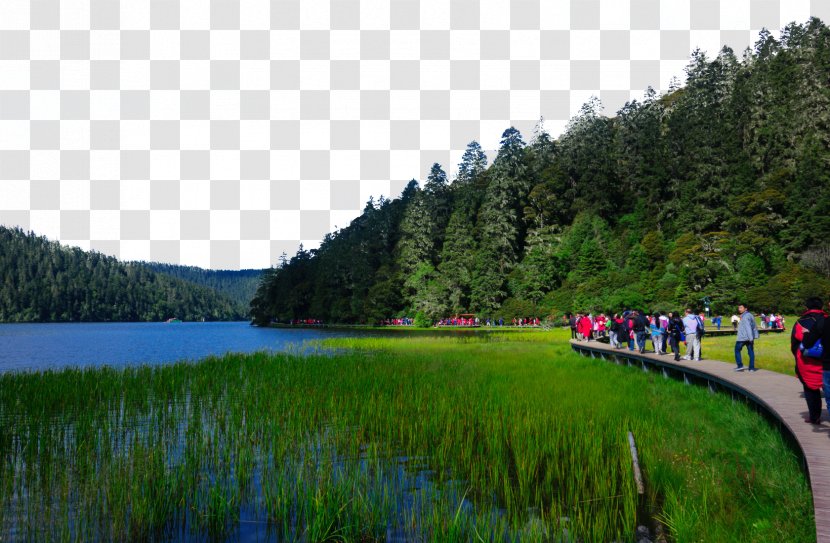 Mount Rainier Potatso National Park Komodo Forest Grand Canal - Meadow - Pudacuo Attractions Transparent PNG