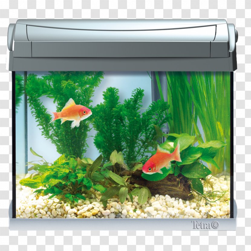 Goldfish Siamese Fighting Fish Aquarium Tetra 0 - Aquatic Plant Transparent PNG