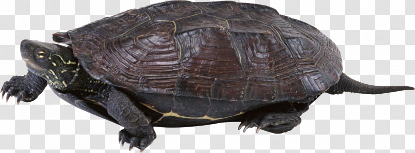 Common Snapping Turtle Box Tortoise Sea - Button Transparent PNG